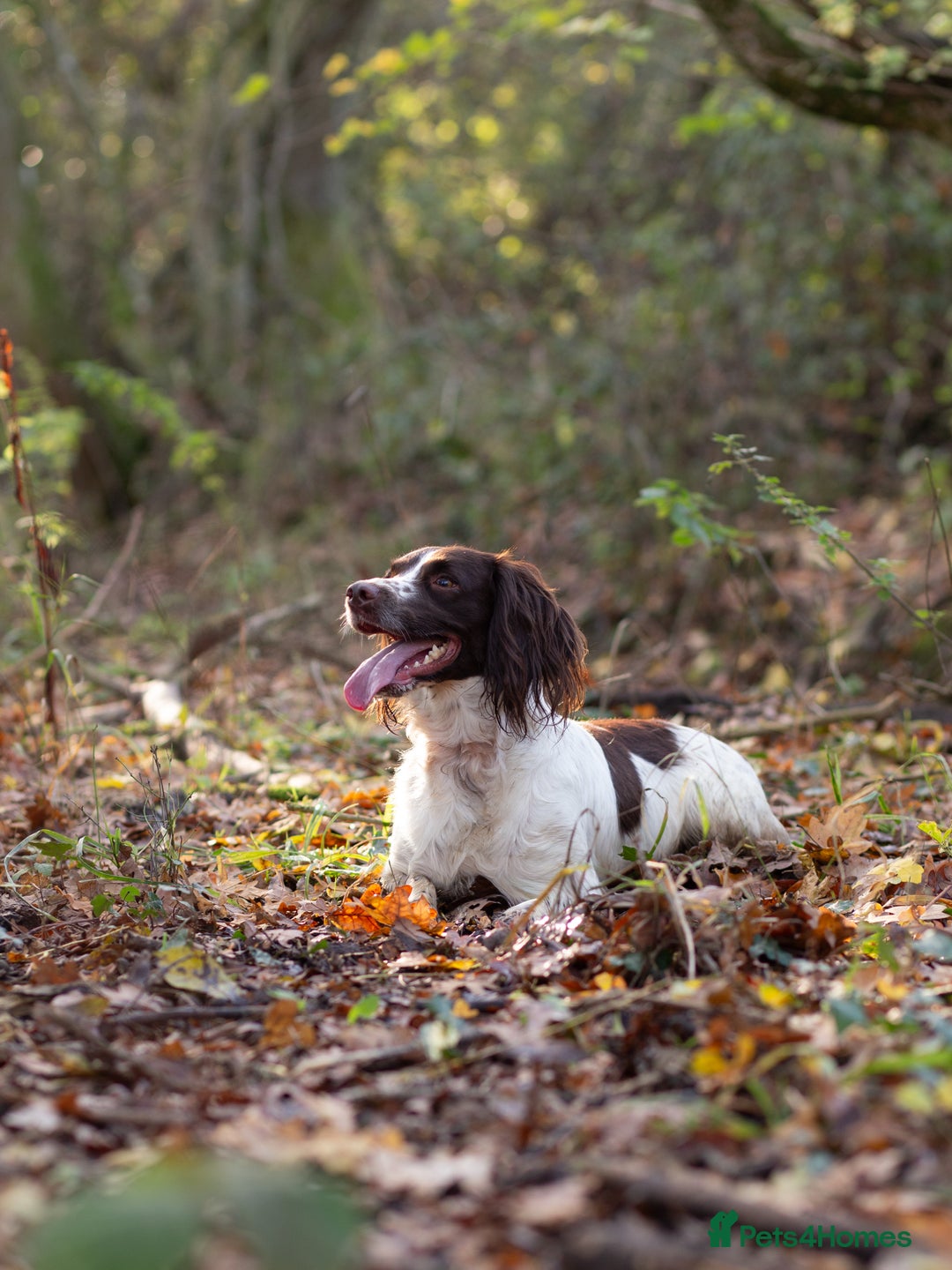 English Springer Spaniel dogs for sale: KC Springer Spaniel - working line - Advert 1