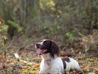English Springer Spaniel dogs KC Springer Spaniel - working line - Advert 1