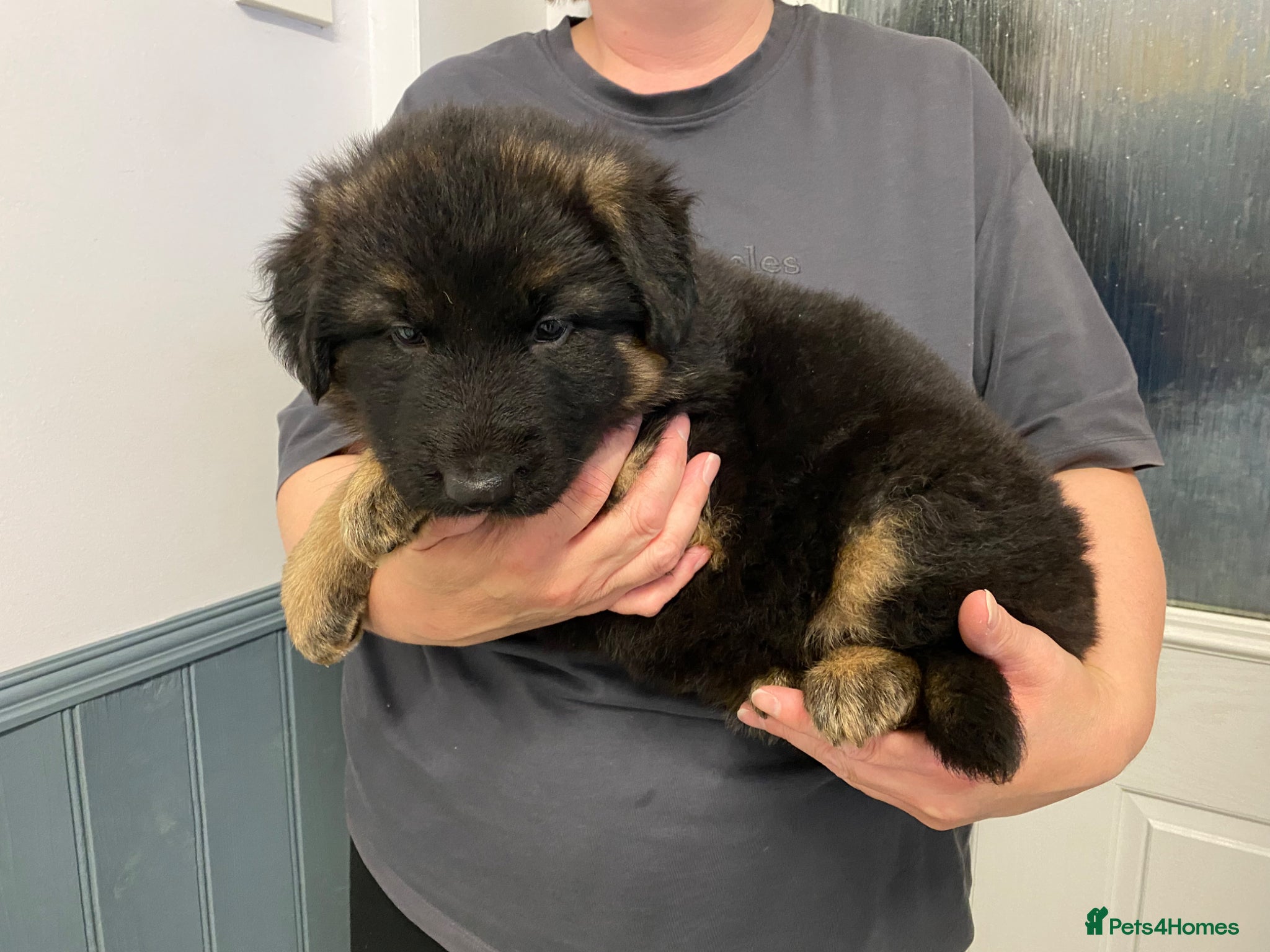 German Shepherd dogs German Shepherd pups - Advert 1
