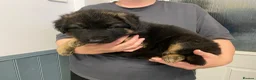 German Shepherd dogs for sale: German Shepherd pups in Kidderminster - Advert 1