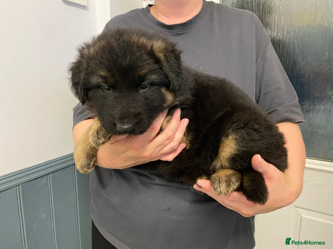 German Shepherd dogs for sale: German Shepherd pups in Kidderminster - Advert 1