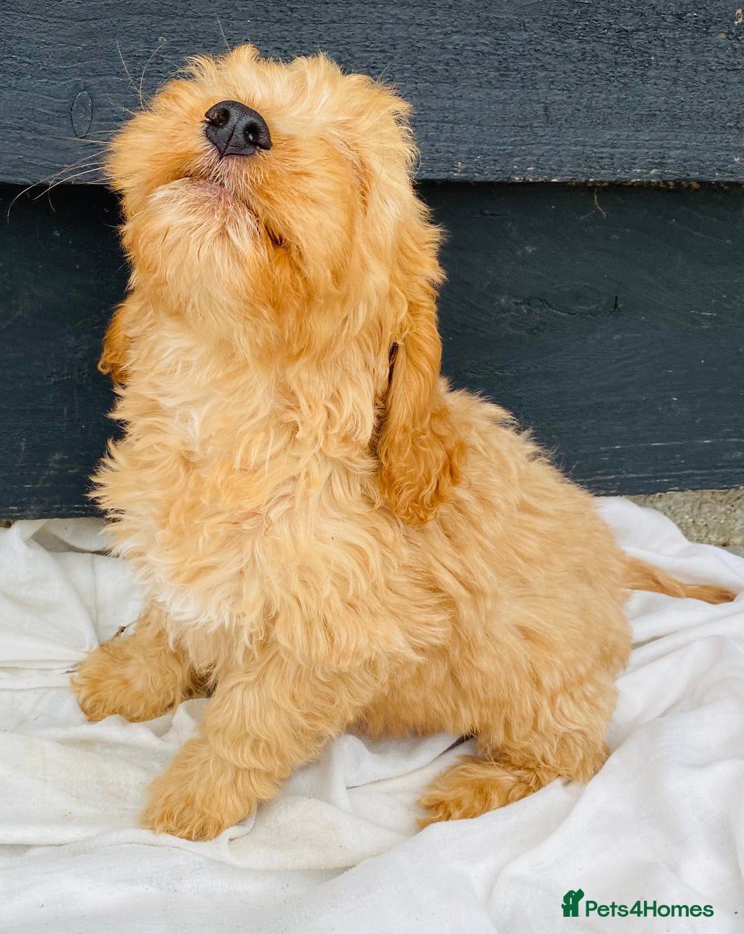 Cockapoo dogs for sale: Gorgeous f1 cockerpoos - Image 4