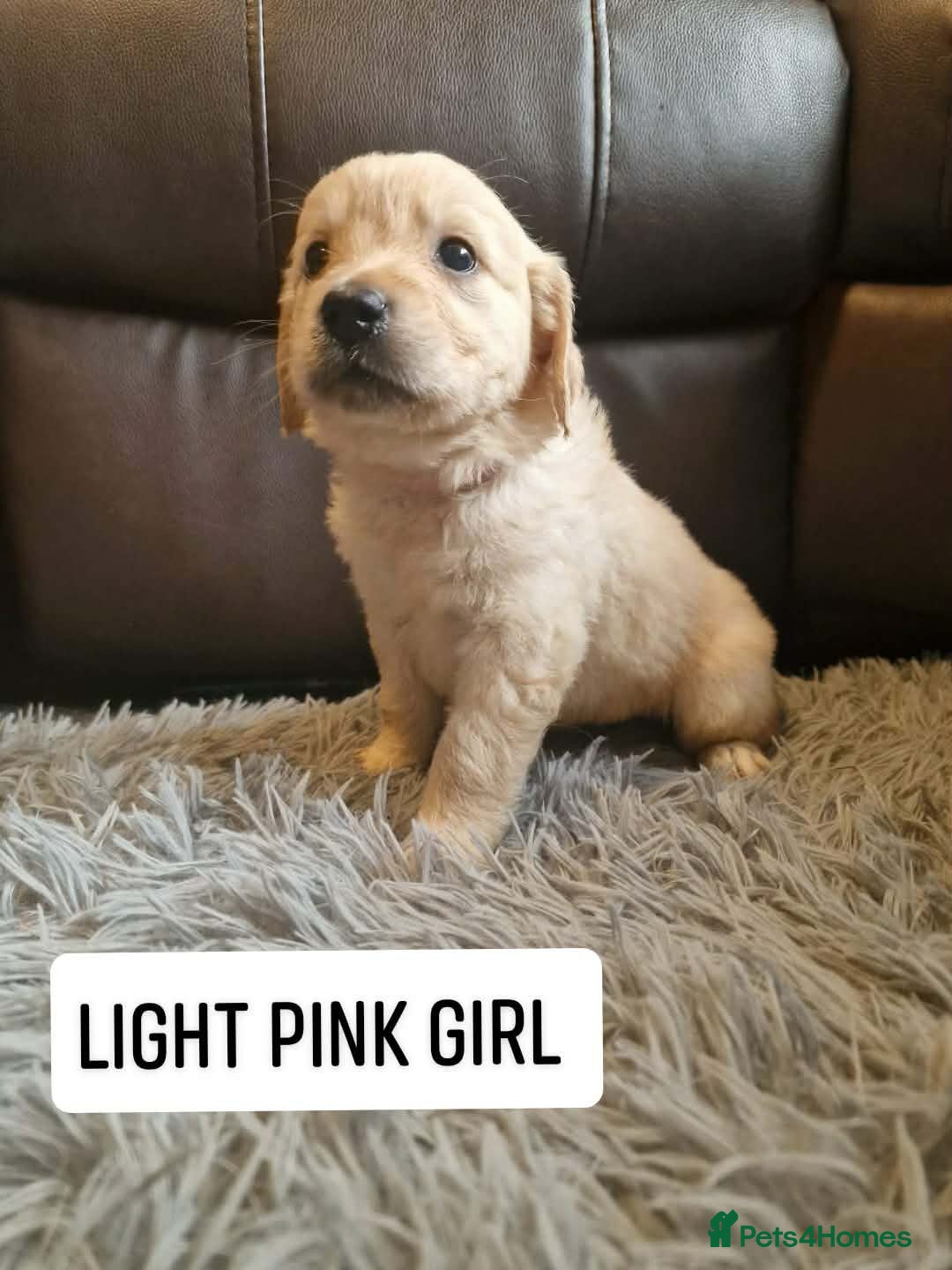 Golden Retriever dogs 🐾 Pure Golden Retriever puppies 🐾  - Advert 1