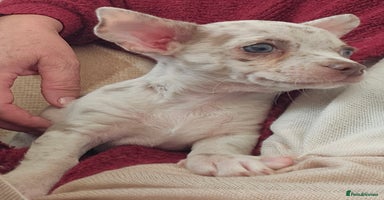 Chihuahua dogs in Huntingdon - Advert 1