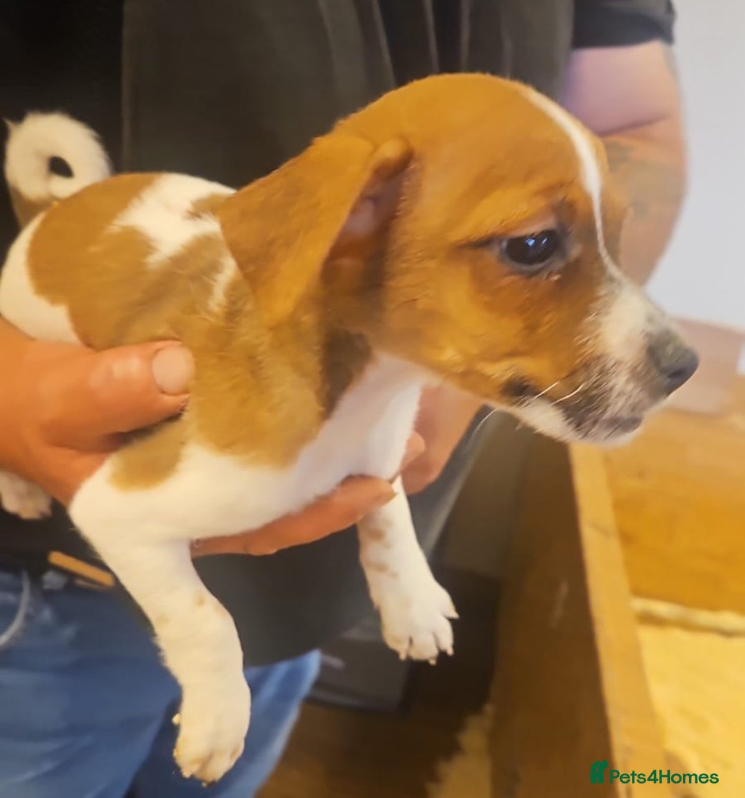 Mixed Breed dogs for sale: Boarder terrier x jack Russell  - Image 2