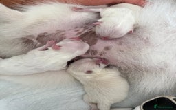 Pomeranian dogs for sale: Pom bears looking for loving homes❤️ - Image 20