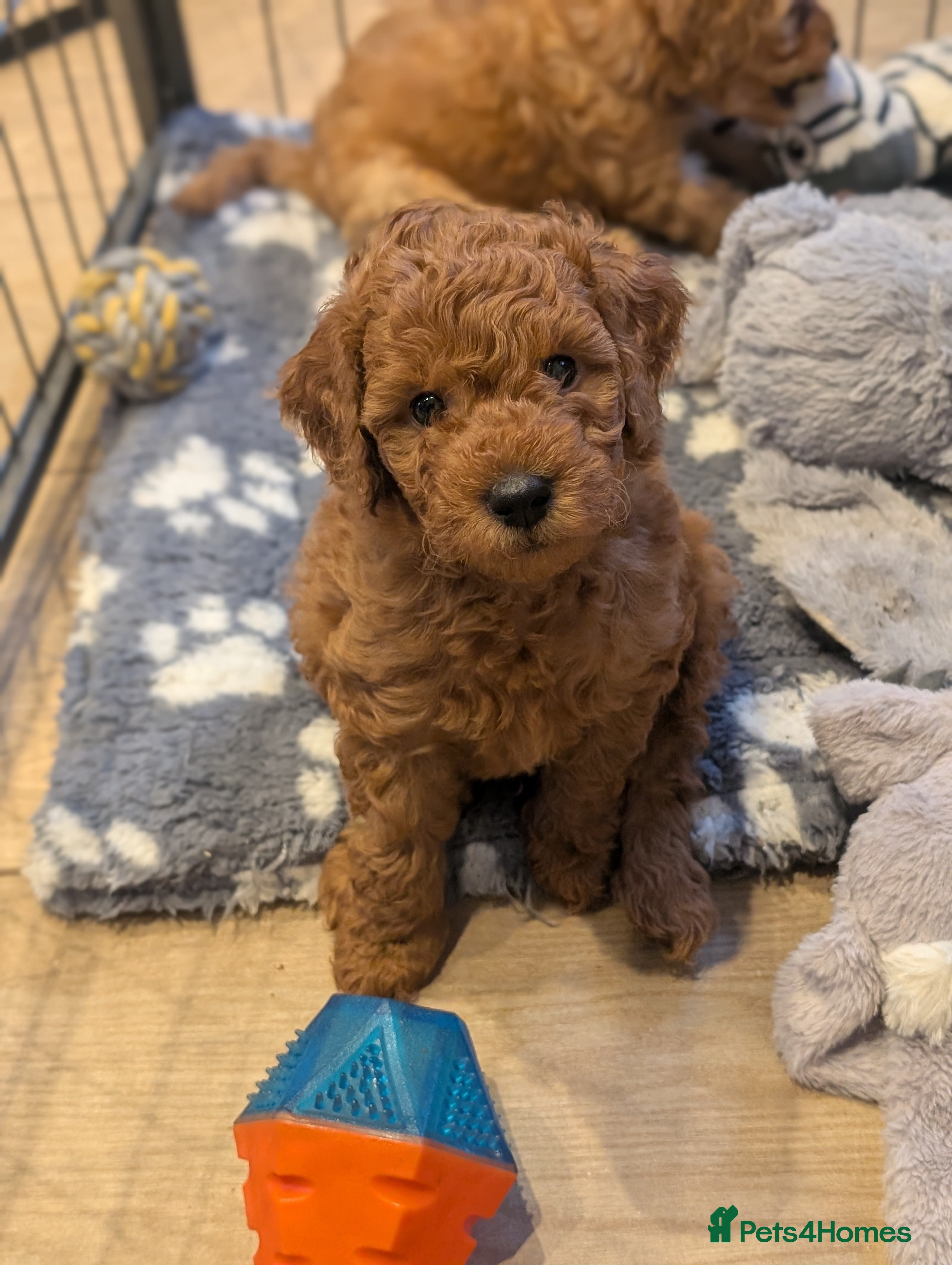 Mini Goldendoodle dogs Miniature F1BB Goldendoodle puppies  - Advert 2