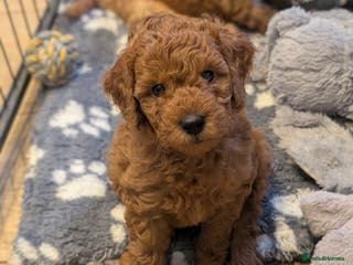 Mini Goldendoodle dogs Miniature F1BB Goldendoodle puppies - Advert 2