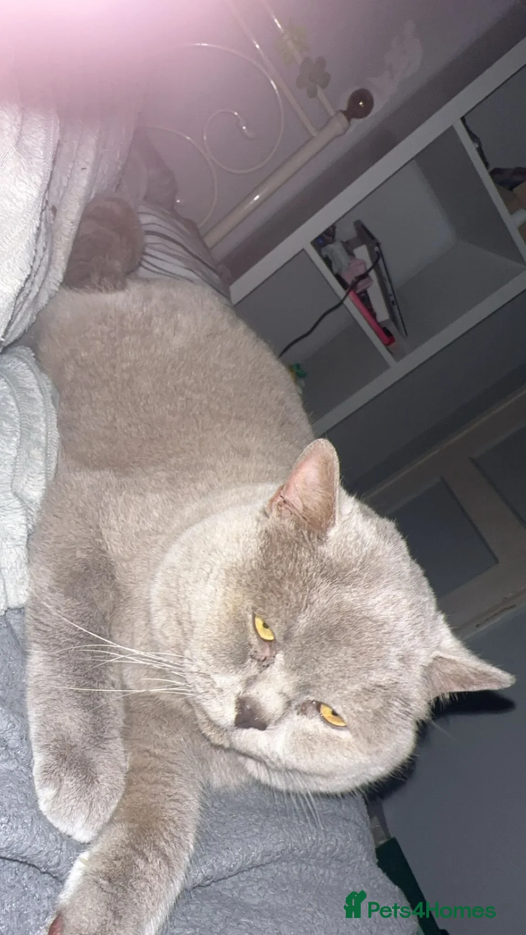 British Shorthair cats for sale: Britishshort hair - Advert 11