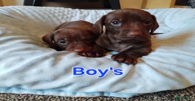 Miniature Dachshund dogs - Advert 14