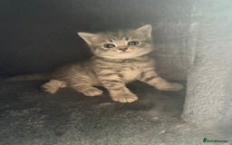 Scottish Fold cats for sale: Scottish fold kittens  - Image 7