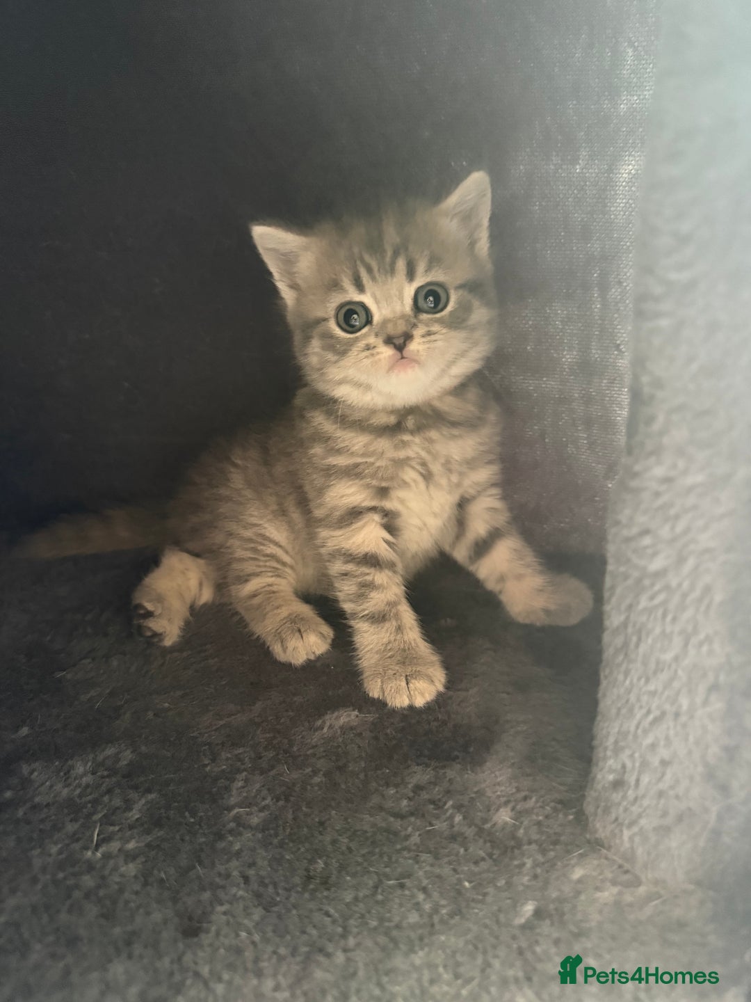 Scottish Fold cats for sale: Scottish fold kittens  - Image 7