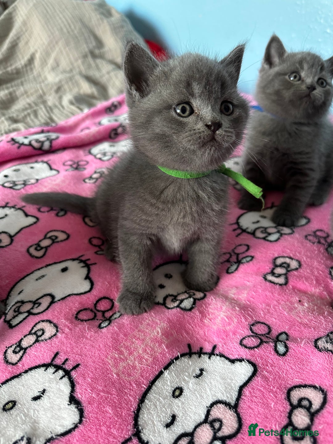 British Shorthair cats for sale: British short hair kittens - Advert 33
