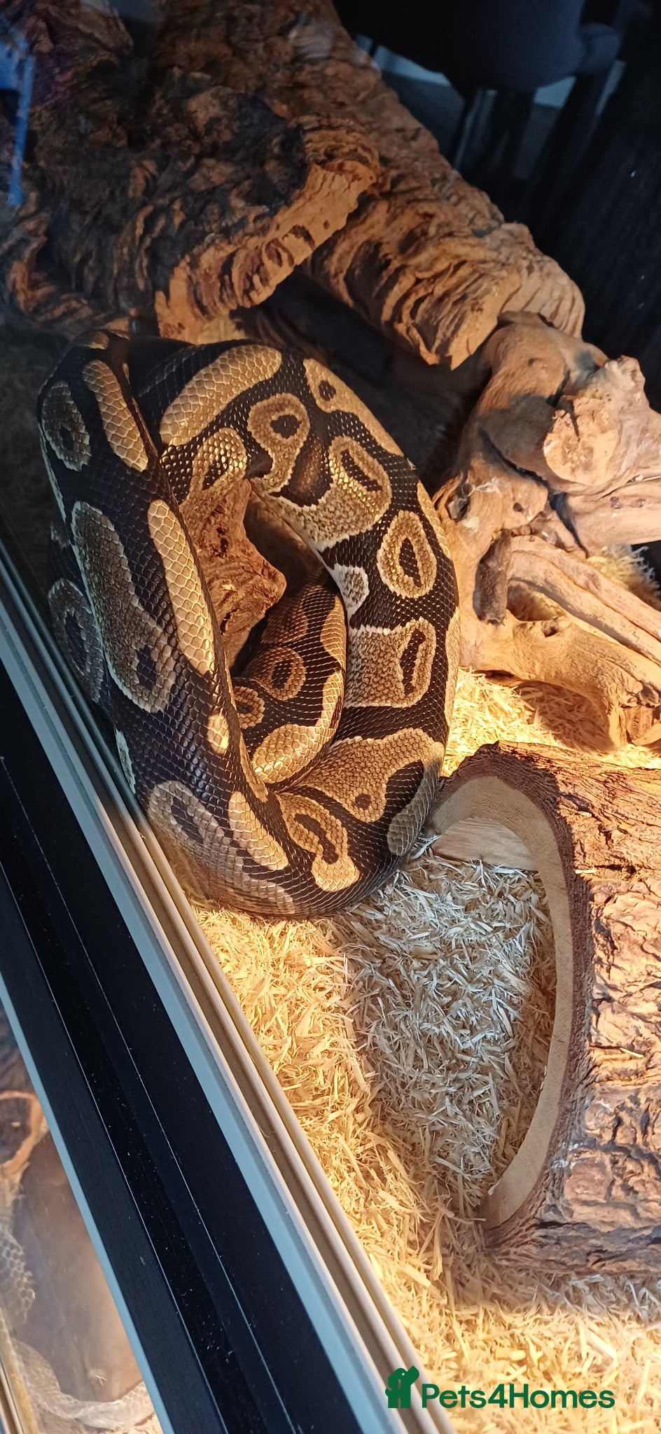 Python Snake reptiles Ball python with full set up - Advert 1