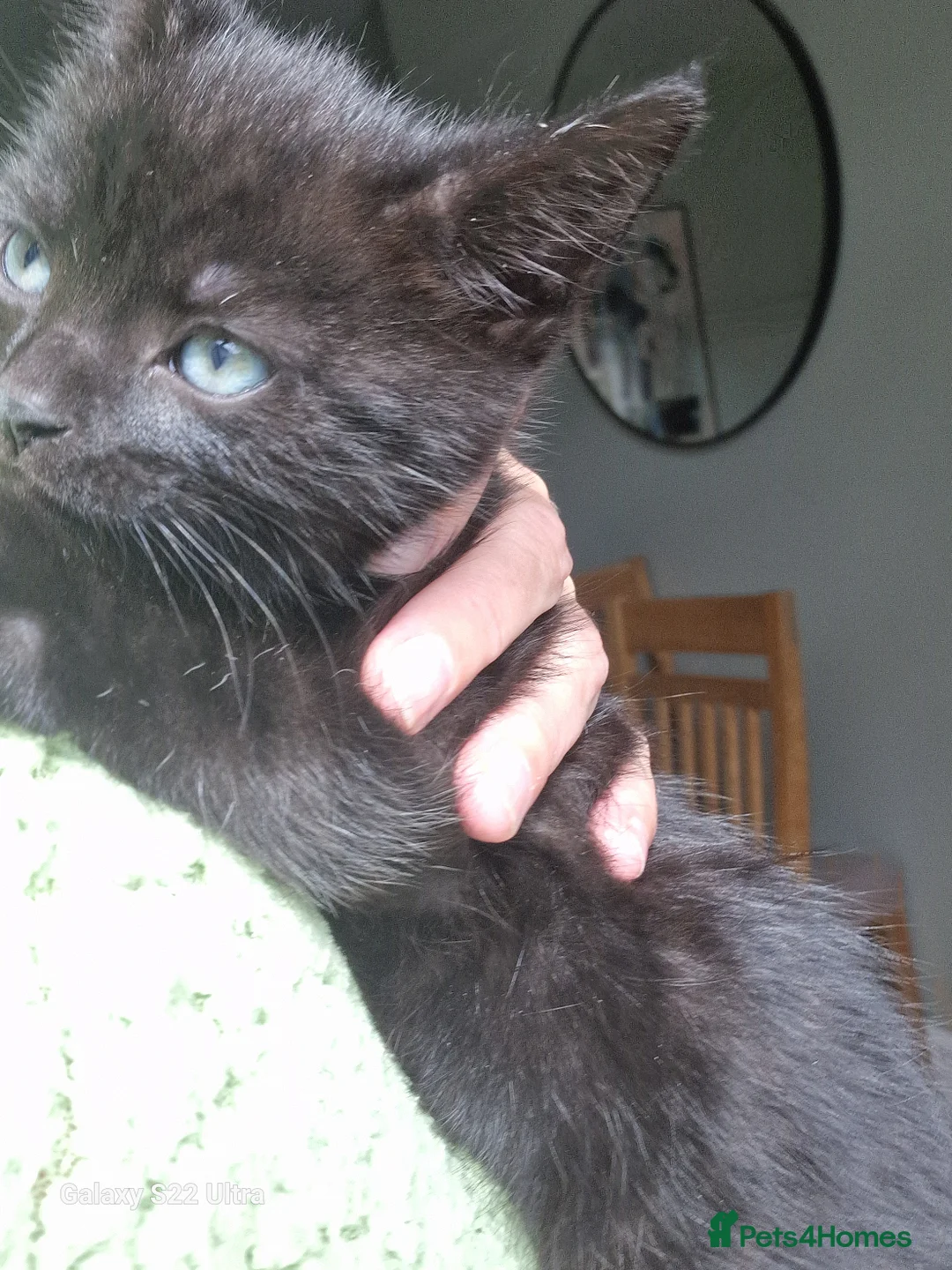 Mixed Breed cats for sale: Gorgeous 4 Kittens Looking for Their Forever Homes - Advert 19