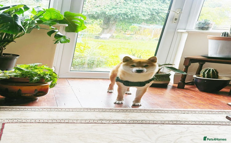 Japanese Shiba Inu dogs - Advert 2