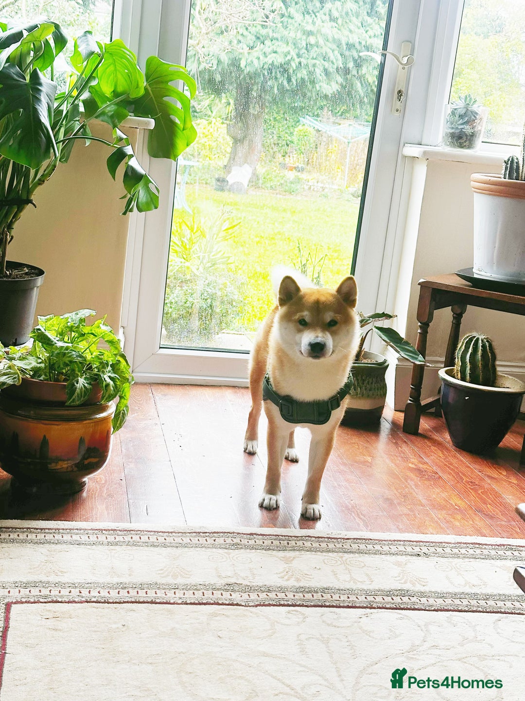 Japanese Shiba Inu dogs for stud: 18 months old Japanese Shiba Inu Stud Available - Image 1