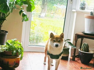 Japanese Shiba Inu dogs - Advert 4