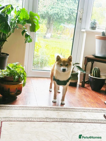 Japanese Shiba Inu dogs - Advert 1