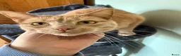 Mixed Breed cats for sale: Ginger cat for sale - Advert 4
