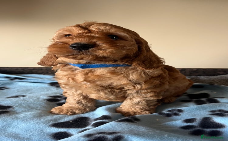 Cockapoo dogs - Advert 3