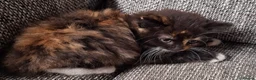 Mixed Breed cats for sale: Beautiful kittens 😻 ready for a new home  - Advert 11