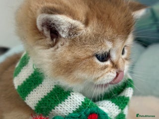 British Shorthair cats - Advert 5