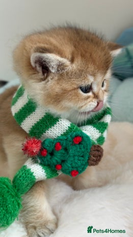 British Shorthair cats - Advert 7