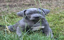 Cane Corso dogs for sale: Cane corso pups  - Image 5