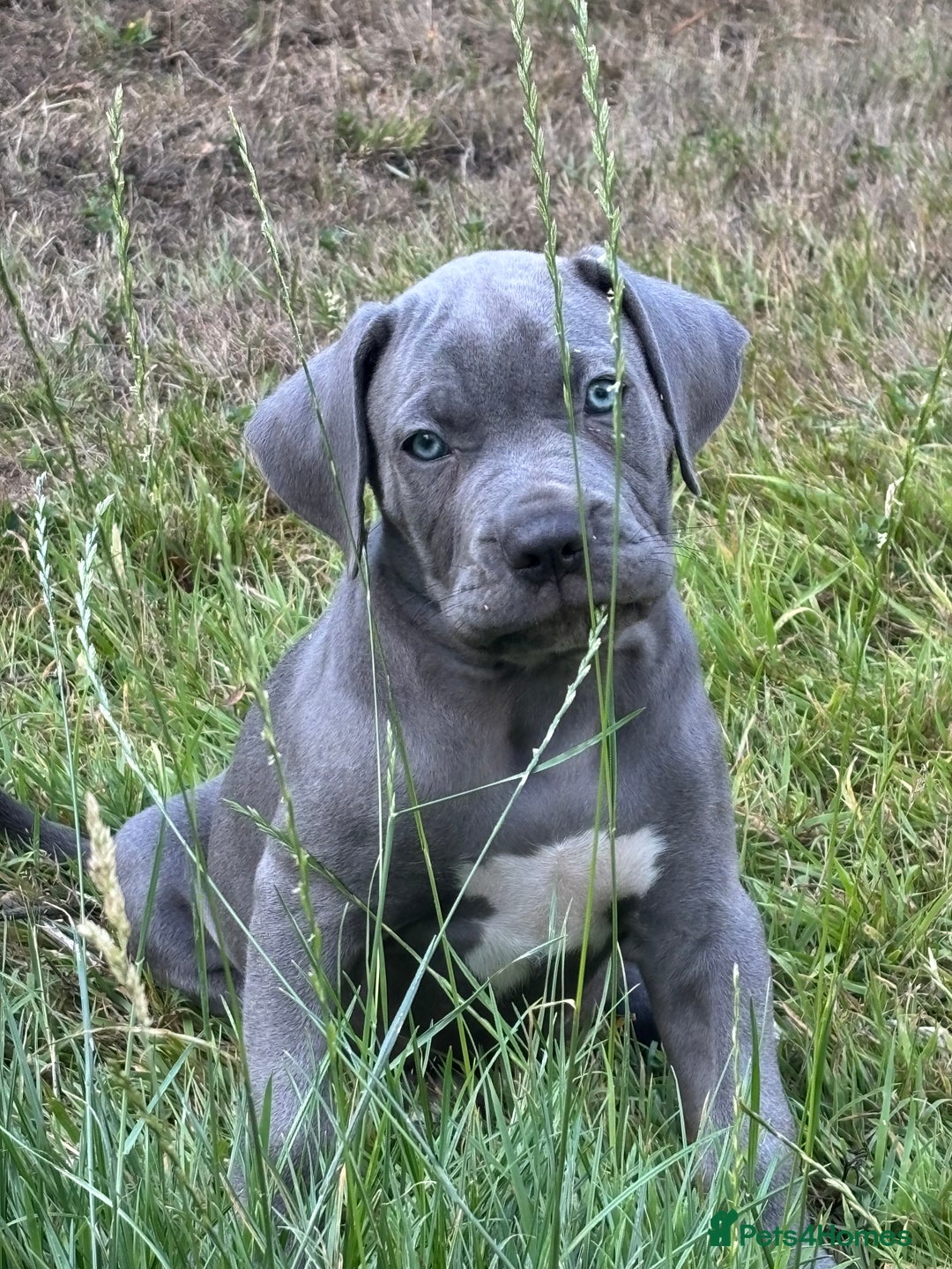 Cane Corso dogs for sale: Cane corso pups  - Image 5
