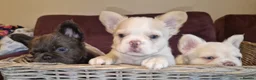 French Bulldog dogs for stud: Licensed breeder! Fluffy frenchie litter due July  - Advert 10