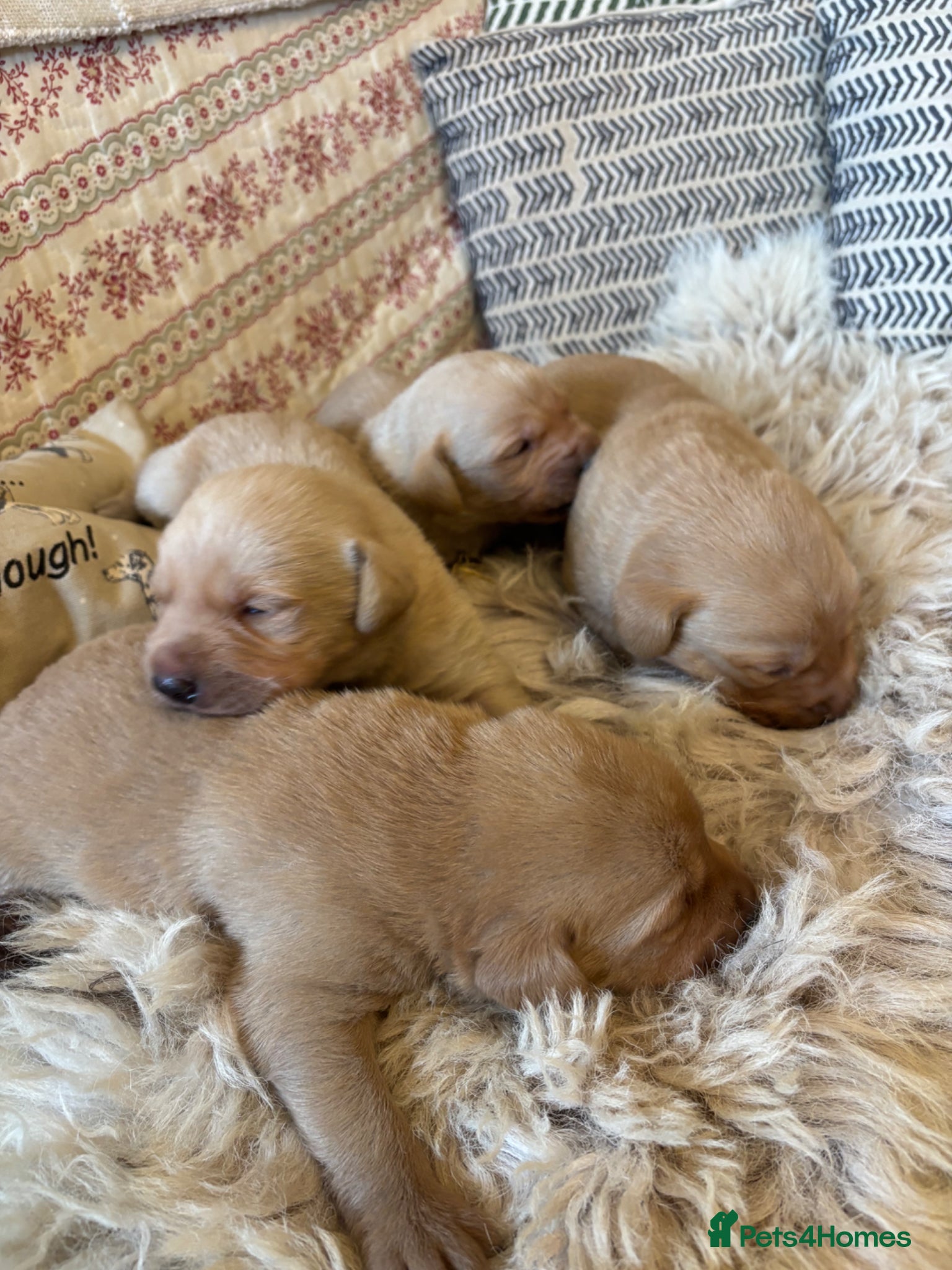 Labrador Retriever dogs One Female KCReg PedLab Pups Parents Health Tested - Advert 2