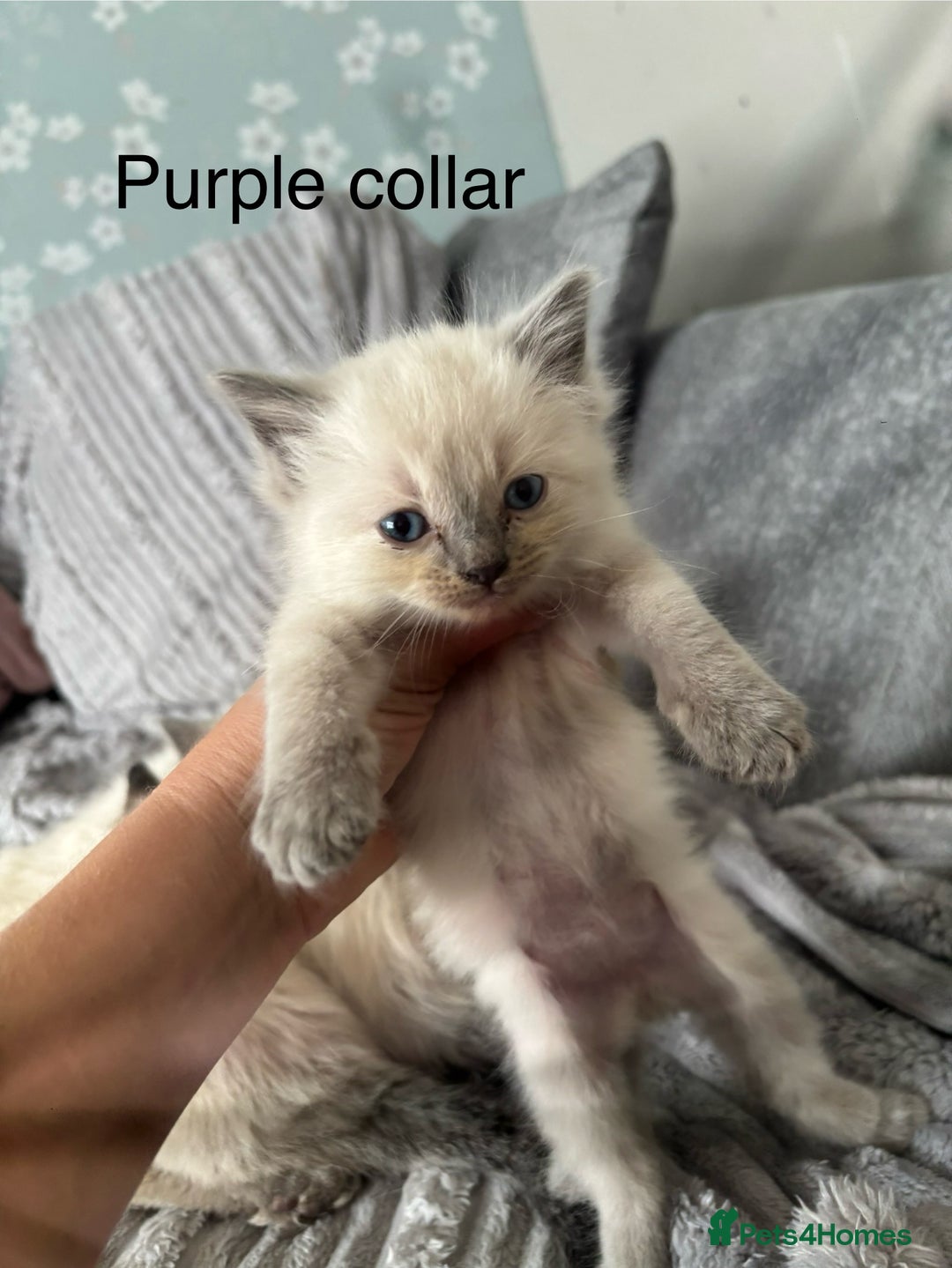Ragdoll cats for sale: Gorgeous male ragdoll kittens  - Image 6
