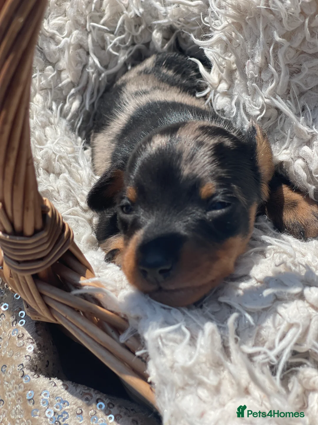 Miniature Dachshund dogs for sale: Stunning tiny KC Miniature Dachshunds - Advert 4
