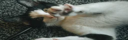 British Longhair cats for sale: We are a bonded pair looking for our forever home! - Advert 15