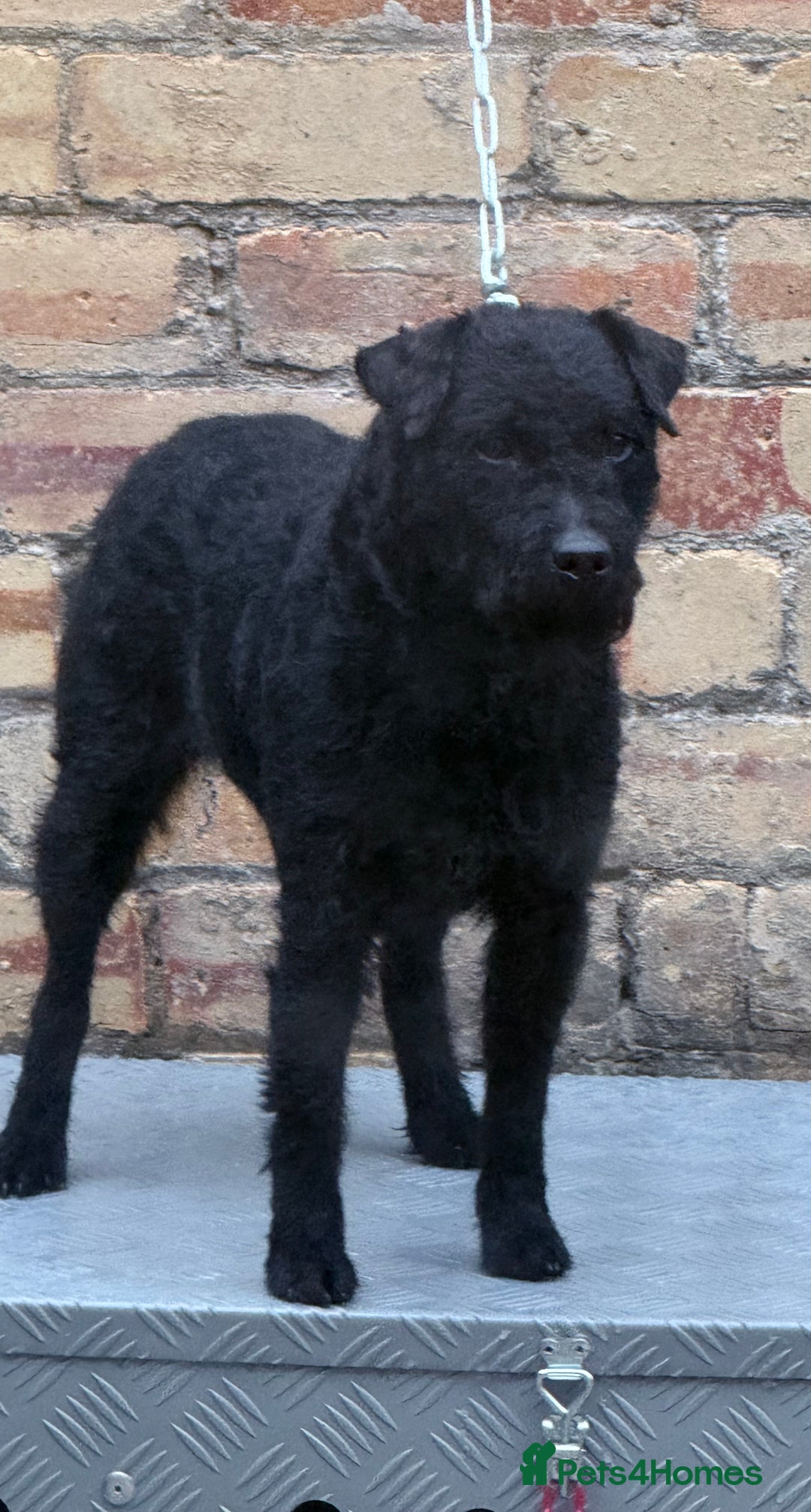 Patterdale Terrier dogs for sale: Beautiful black girl  - Advert 5