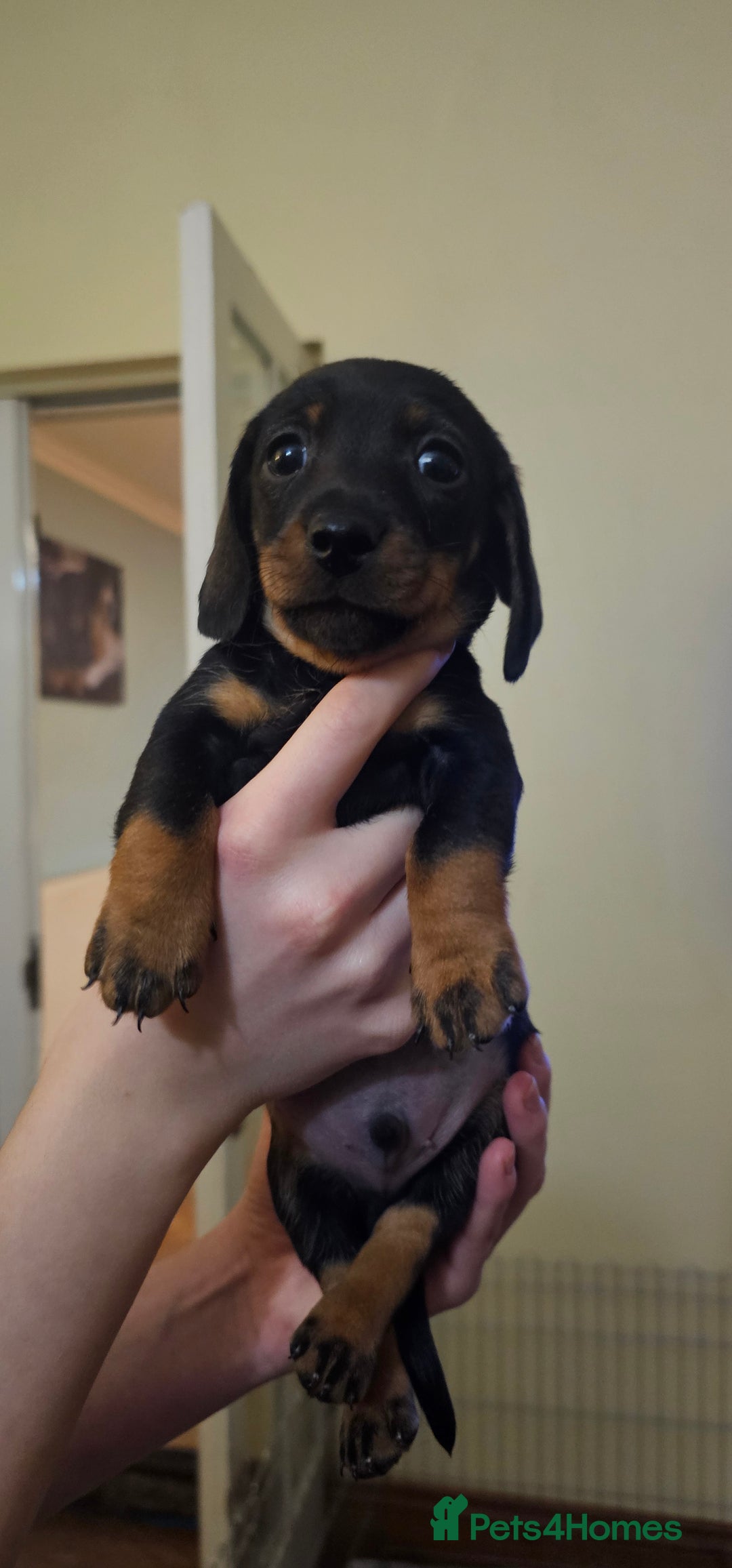 Miniature Dachshund dogs for sale: Miniature Daschund Puppies 6 Boys ONLY 2 LEFT 🩵💙 - Advert 19