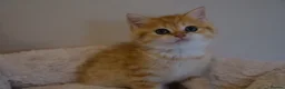 British Shorthair cats for sale: BSH Golden boys TICA Reg  - Advert 17