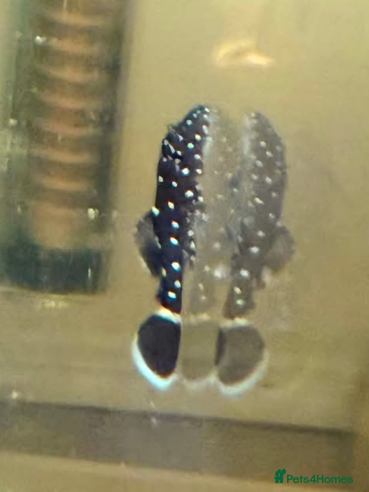 Plecos fish L183 Starlight Pleco Babies - Advert 1