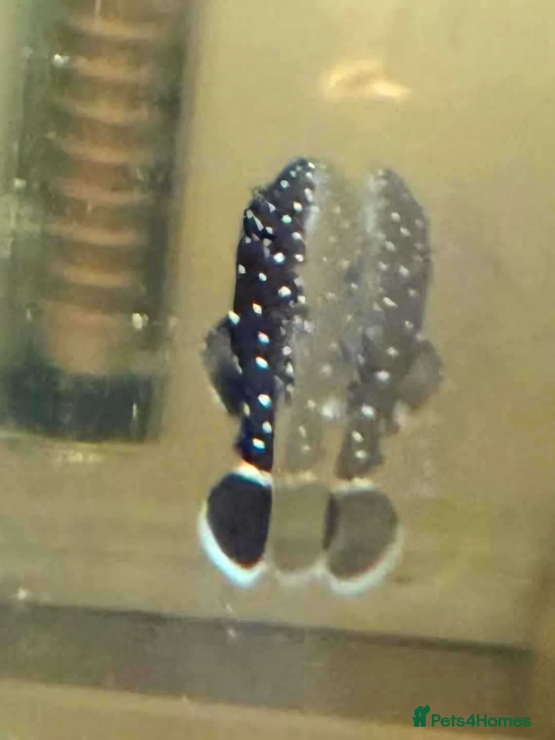 Plecos fish for sale: L183 Starlight Pleco Babies - Advert 1