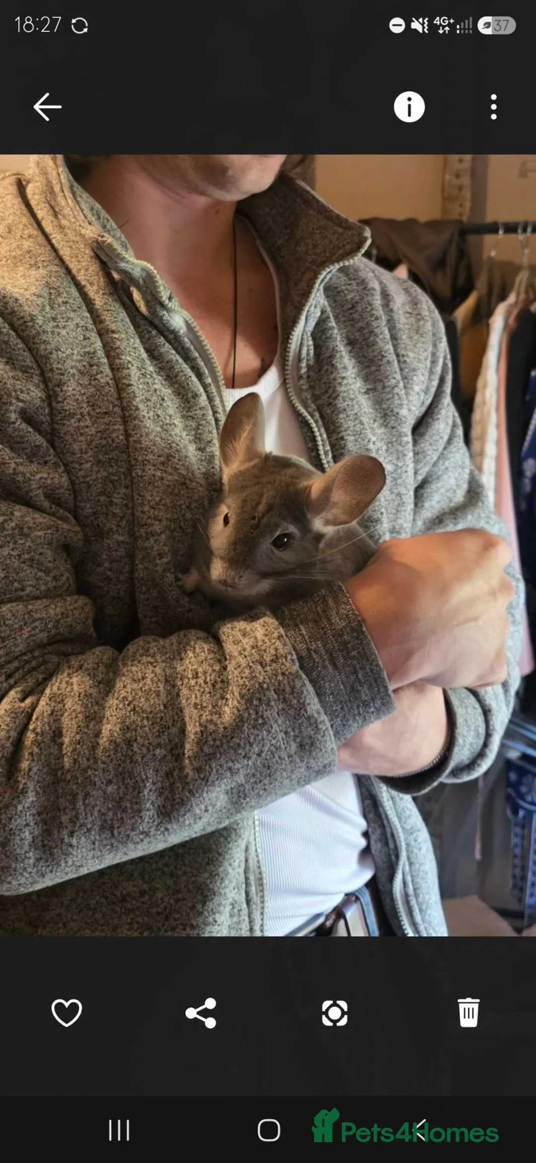 Chinchilla rodents for sale: Free chinchillas  - Advert 5