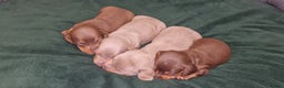 Dachshund dogs for sale: Miniature dachshund puppies  - Advert 3