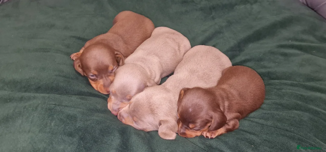 Dachshund dogs for sale: Miniature dachshund puppies ONLY 1 LEFT. - Advert 5