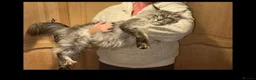 Maine Coon cats for sale: Giant mainecoon Babies 🥹 - Advert 13