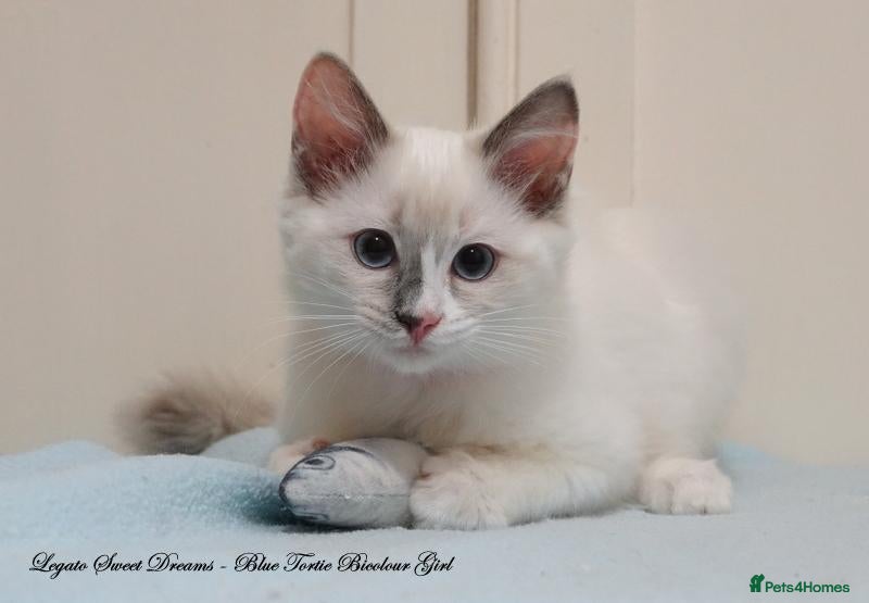 Ragdoll cats Quality GCCF Reg Ragdoll Kittens Ready Now - Advert 1