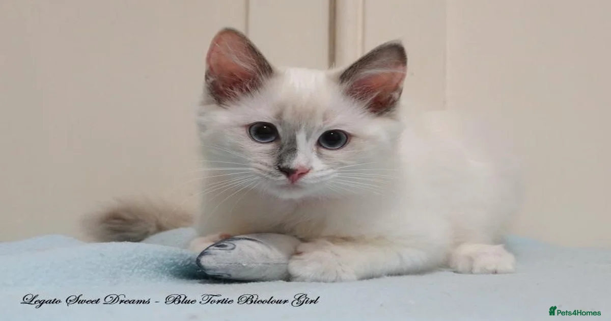 Ragdoll Kittens for sale in Staines, Surrey | Pets4Homes