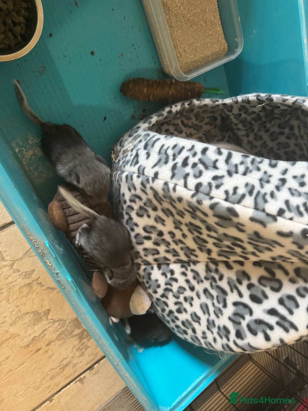 Chinchilla rabbits for sale: Chinchillas  - Image 7