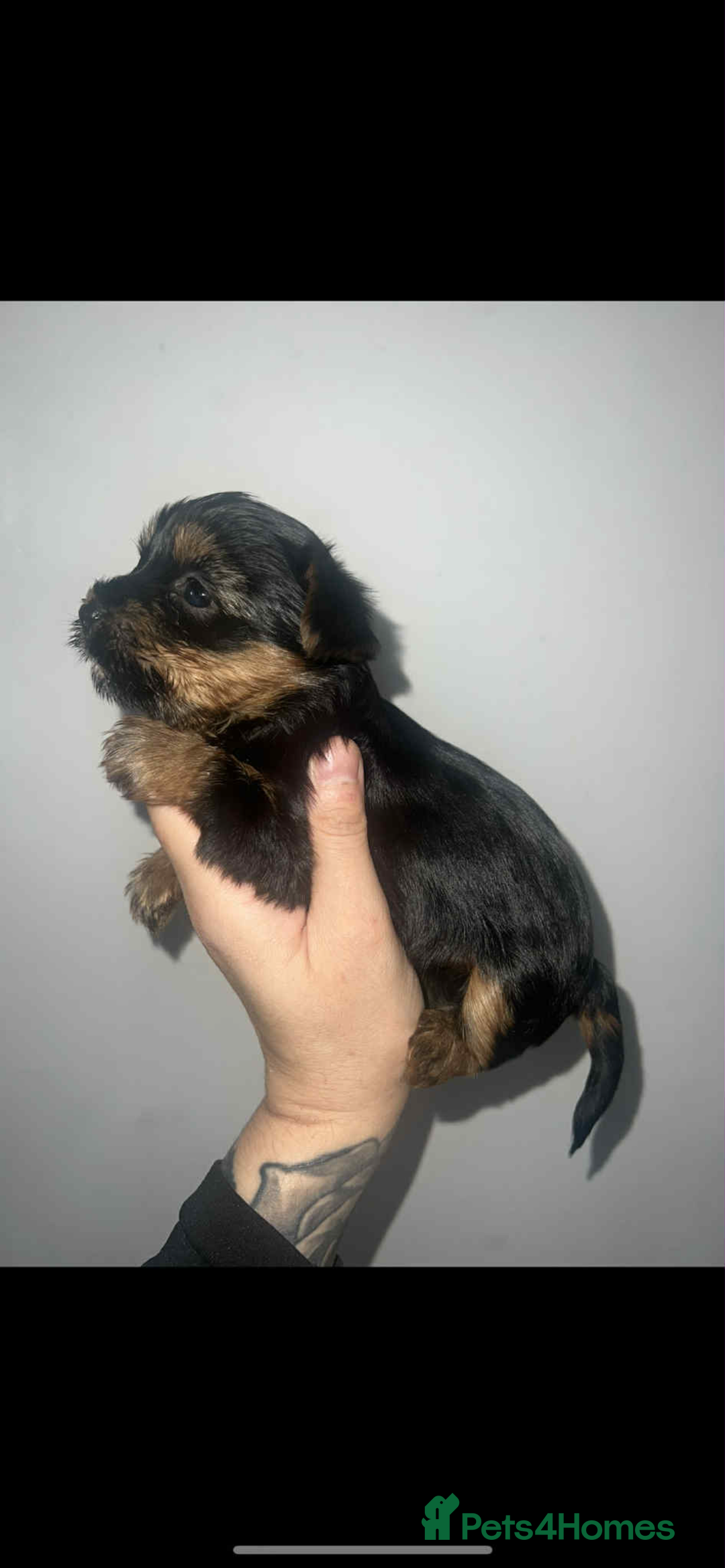Yorkshire Terrier dogs for sale: Yorkshire terrier puppies for sale  - Image 3