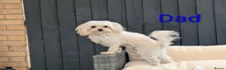 Maltipoo dogs for sale: Maltipoo - Advert 4