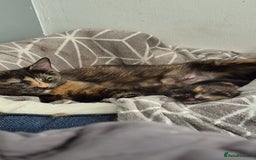 Mixed Breed cats for sale: 2 black kittens for sale - Image 4